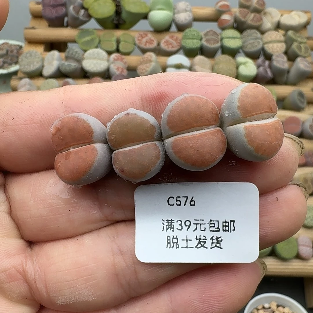 576多肉哈哈哈哈哈哈哈