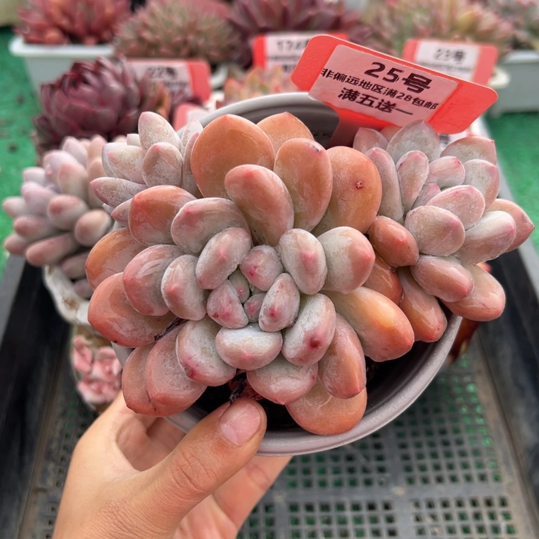 表妹精品多肉植物25.