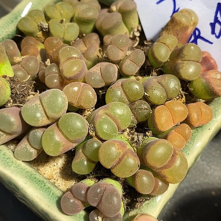 9518三头风铃母本一颗