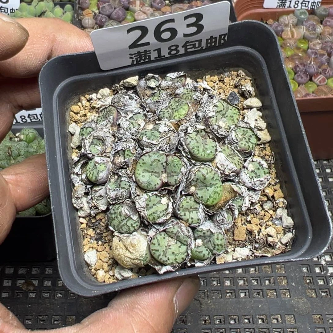 【闪购商品】 263。