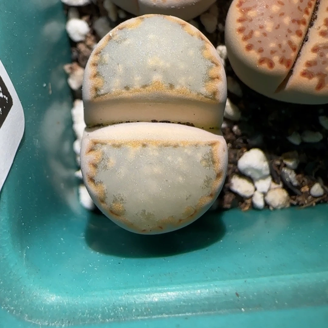 1.22，很蓝的饼干，9030，腿微长