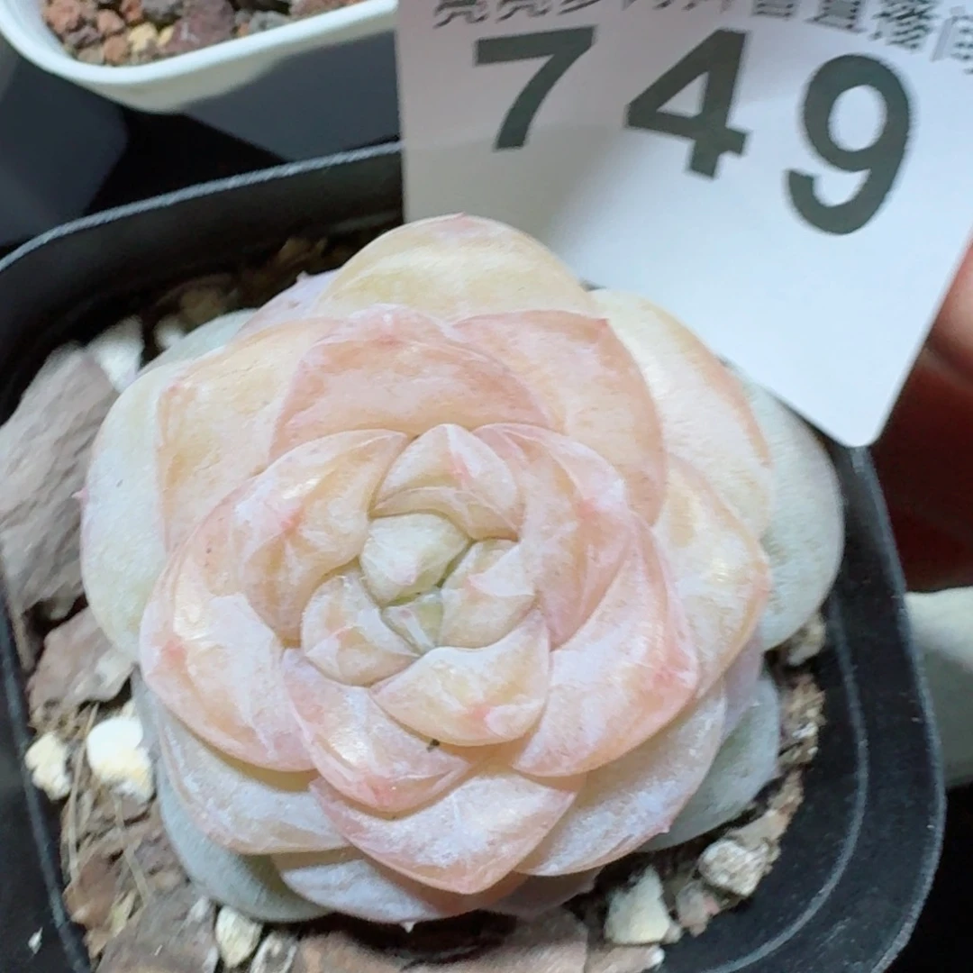 星*桃乐乐         精品多肉