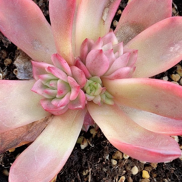 弗兰克锦一物一拍，