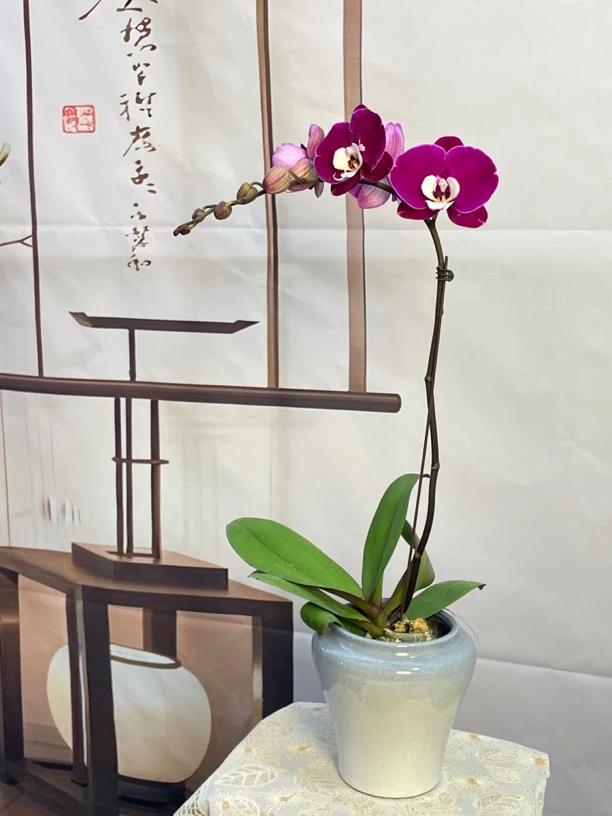 蝴蝶兰【米歇尔】3.5寸杯 网红款室内桌面盆栽花卉