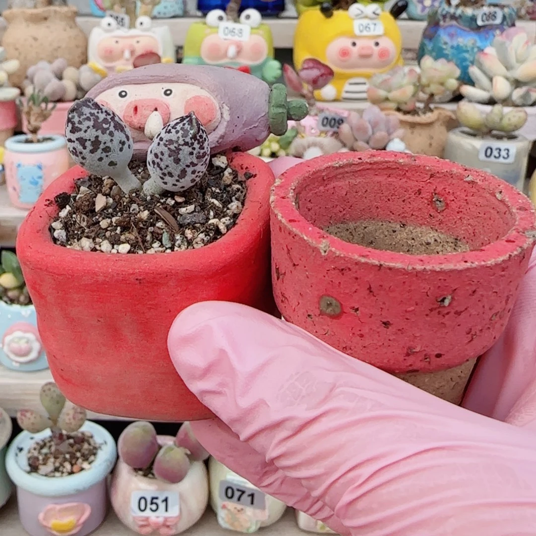 一***二达摩白丸 种冰淇淋盆