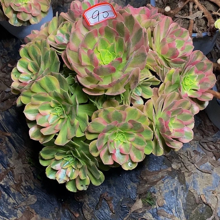 雨荷老桩捧花90号