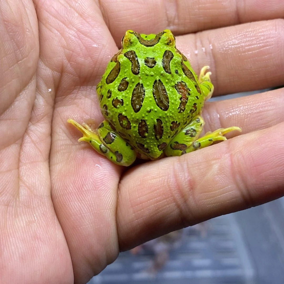 角蛙绿钟角蛙带盒子