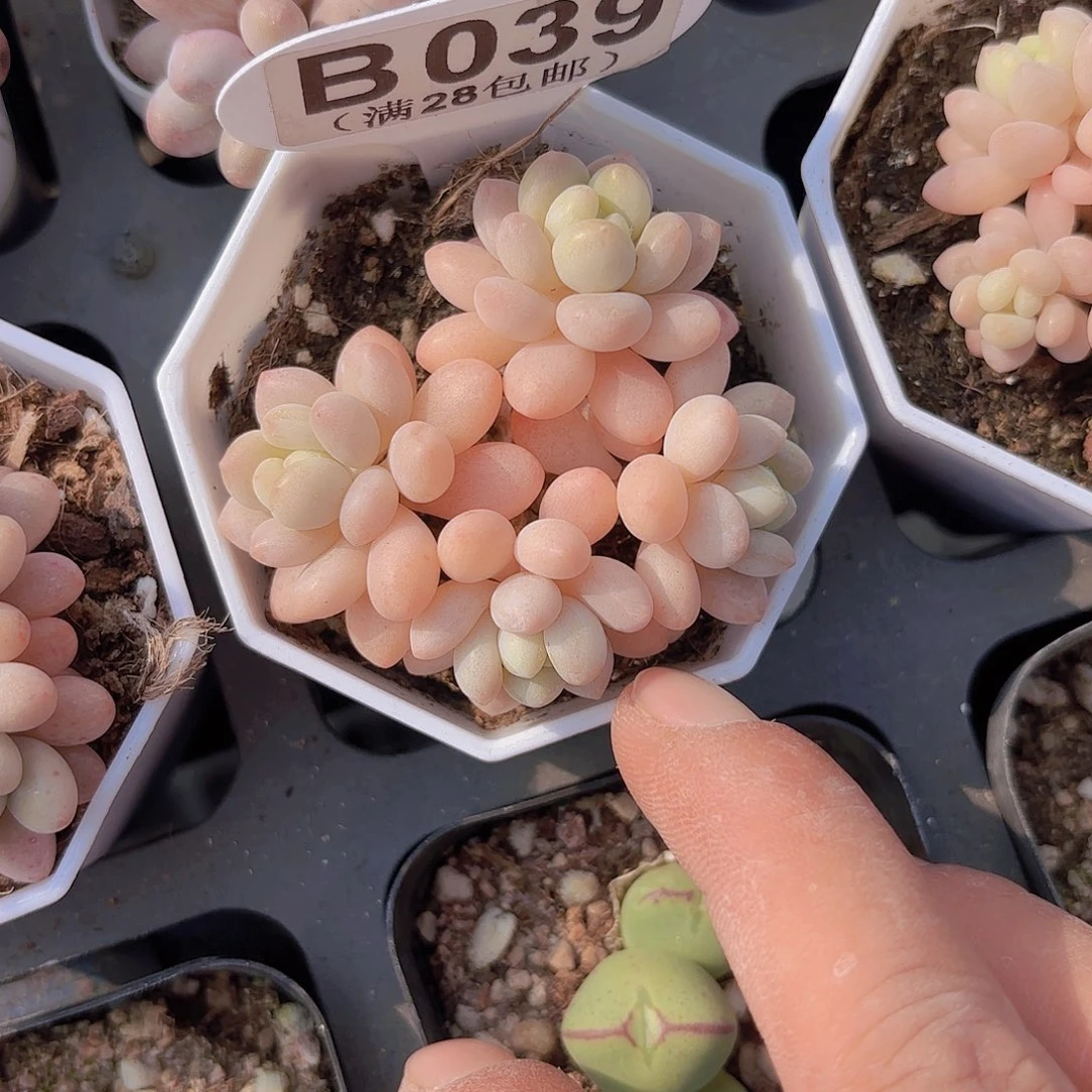 B039鱼子酱一物一拍