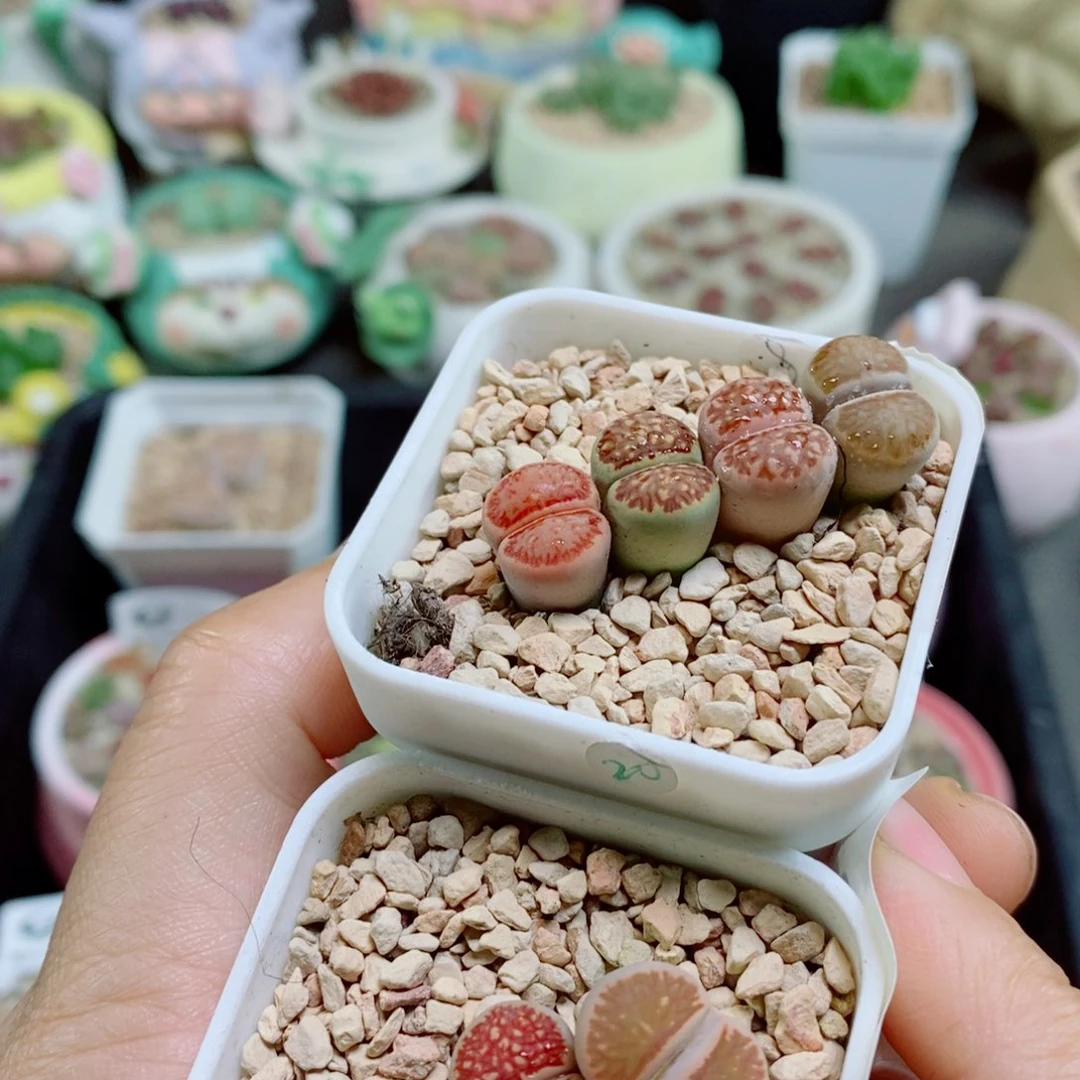 ^***蓉生石花花花花花花花121