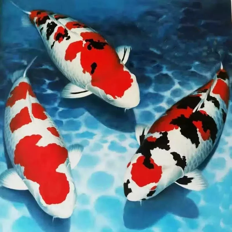 B纯种红白锦鲤观赏鱼活体冷水淡水鱼好养耐活鱼苗