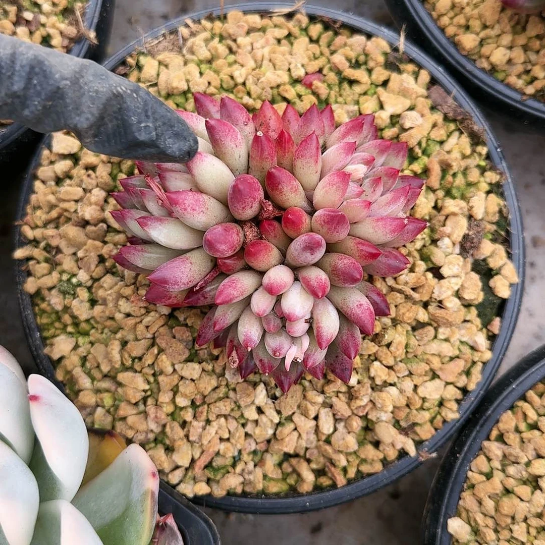 车厘子，38.8            肉