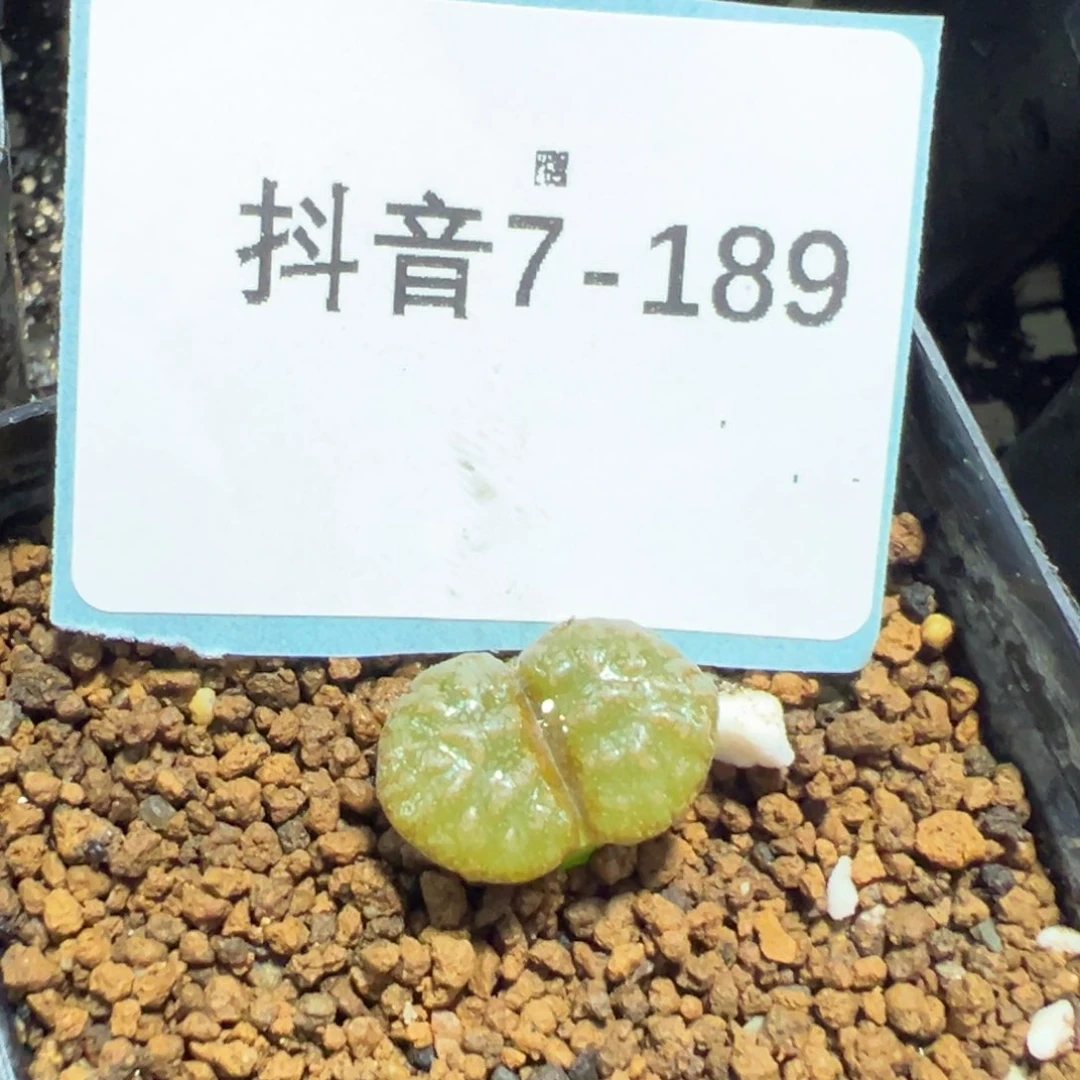 7-189肉锥多肉植物