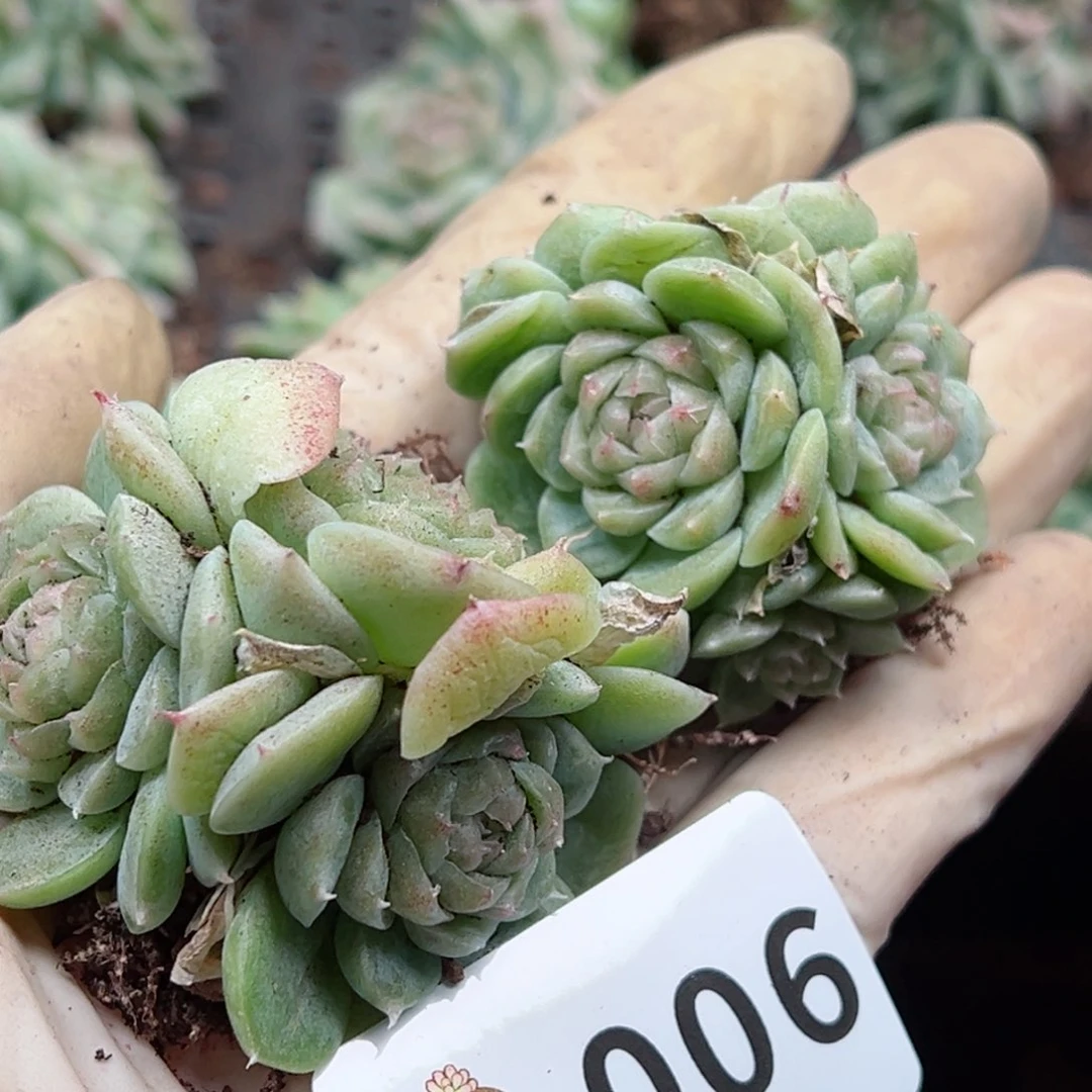 多肉植物多肉植物n