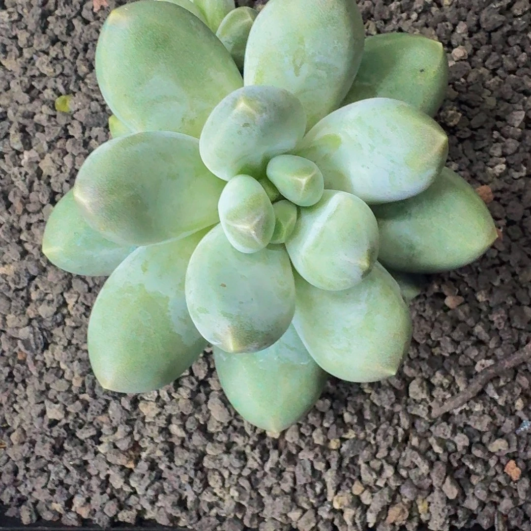 维珍 美人   一物一拍