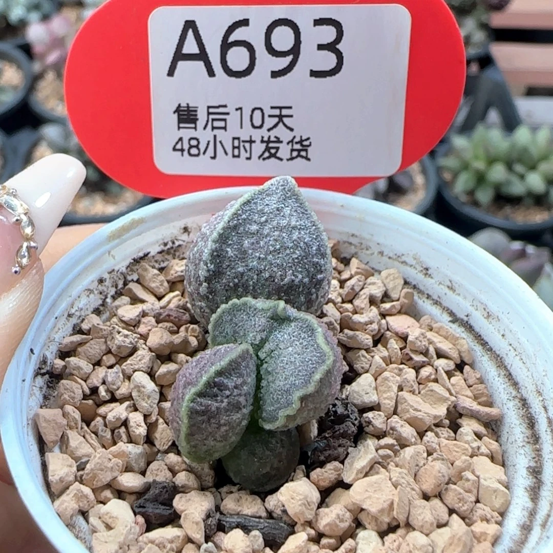 胖虎。  693。