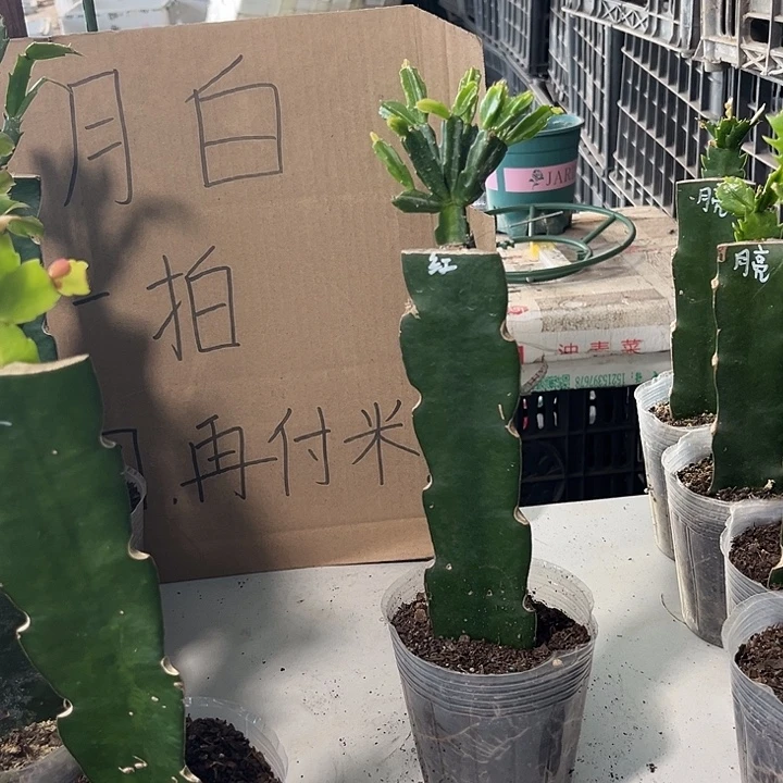 当前无花朵，栽培后可花朵红异类