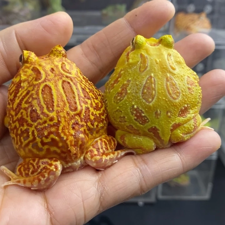 橙***啦角蛙606号福利组合火龙黄金