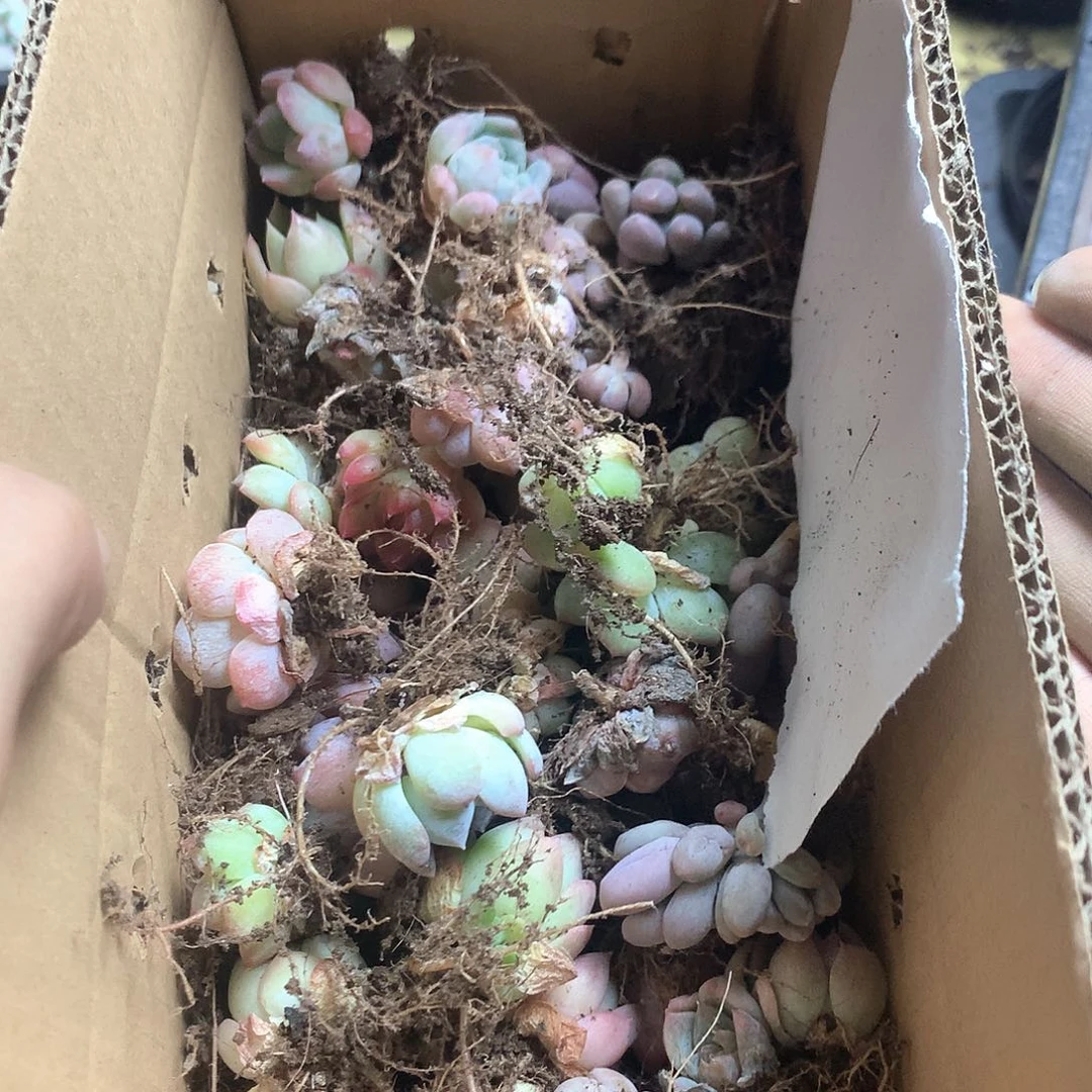 多肉切糕小精品001