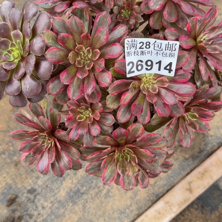 26914紫霞多肉植物