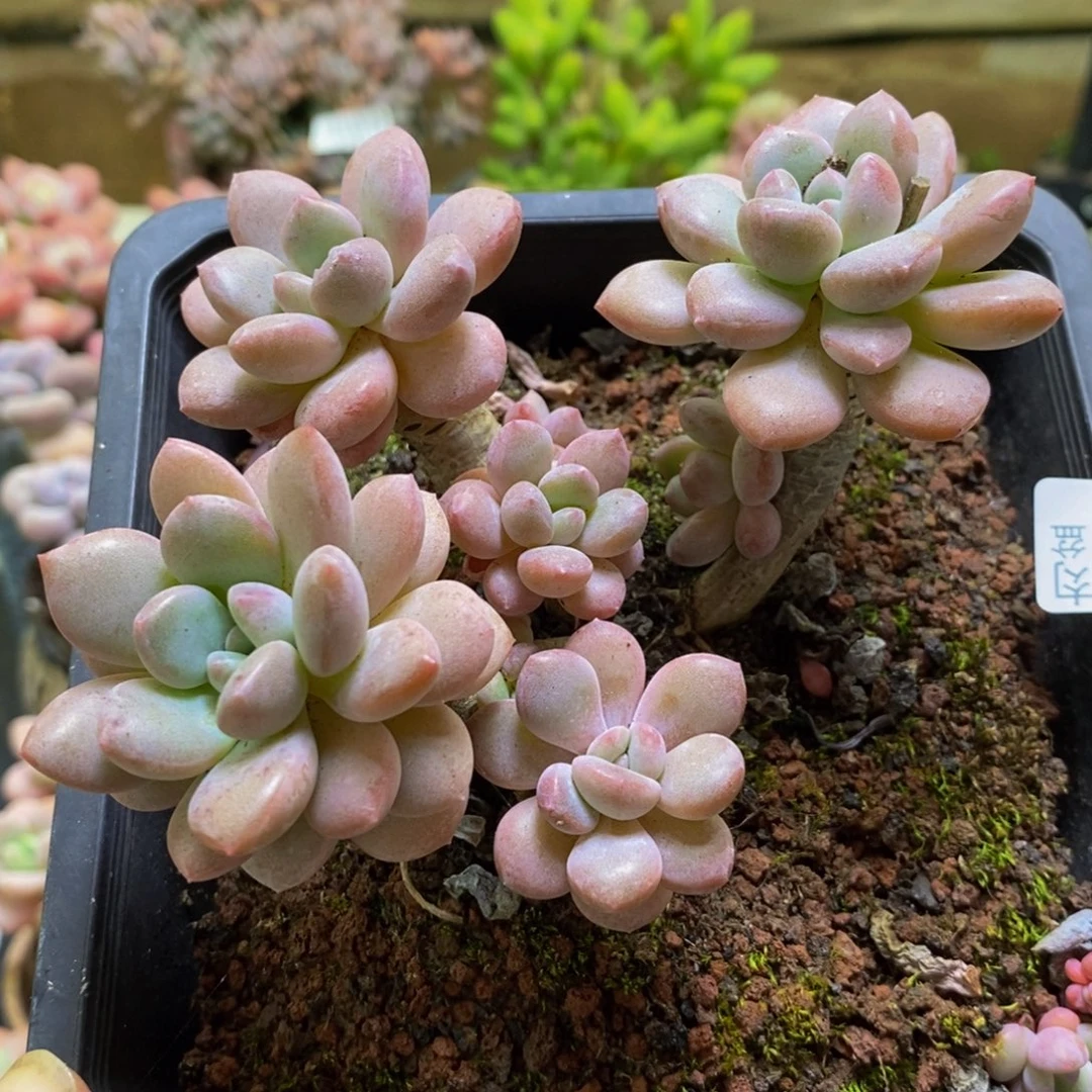 913白鹭8cm多肉植物