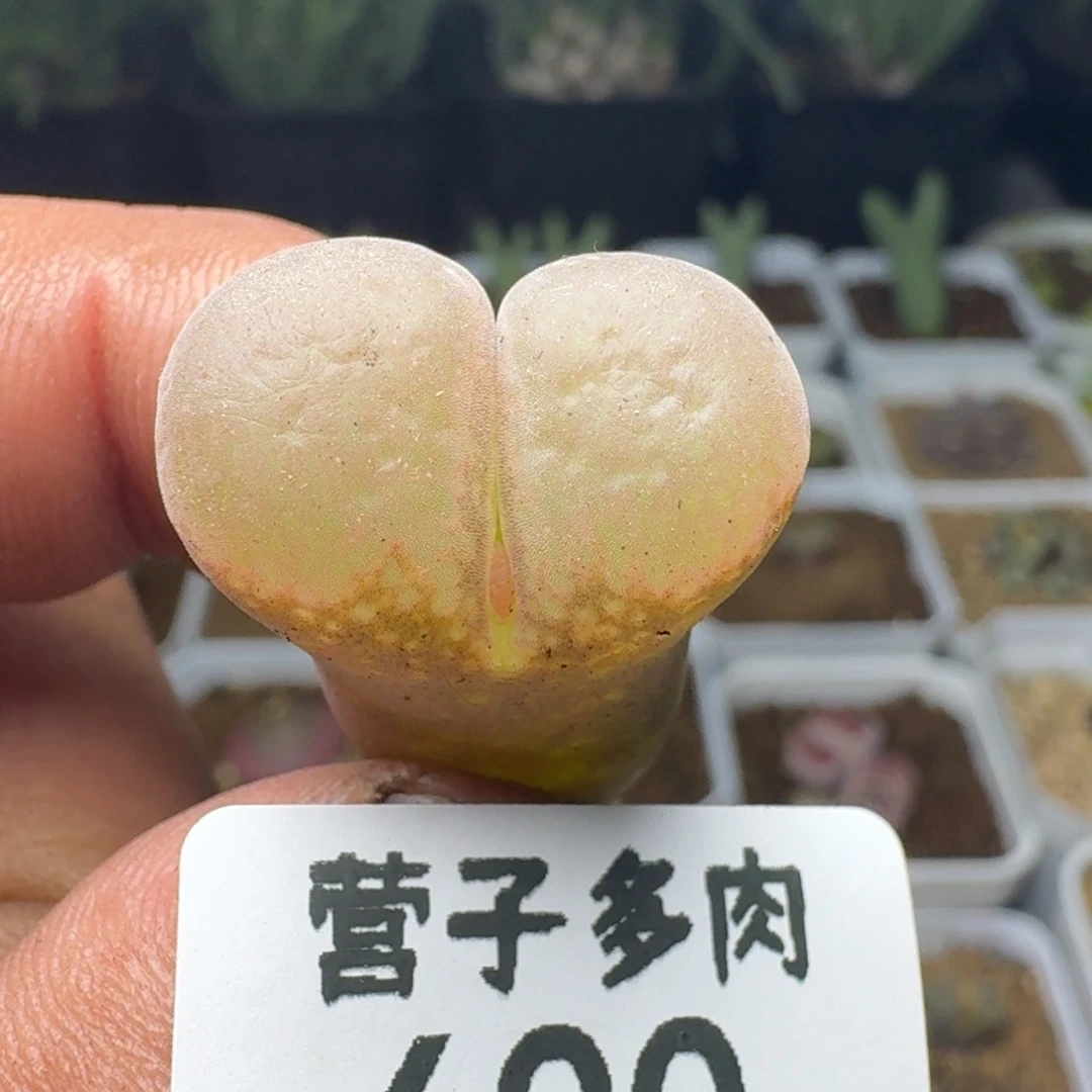 红宝石。