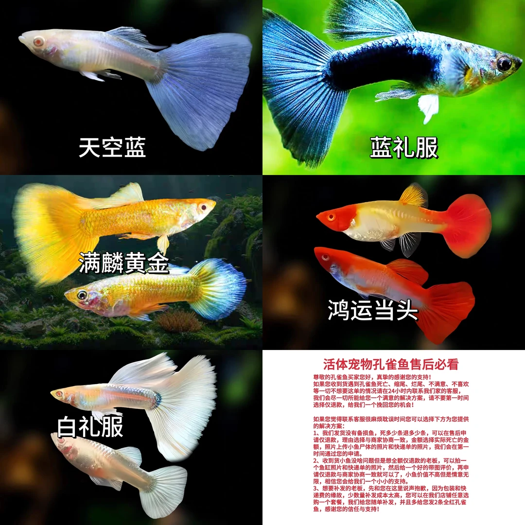 【赛级全家福】5品种10条纯种孔雀鱼小型淡水热带观赏鱼易繁殖