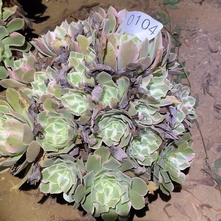 多肉植物法师104女妖