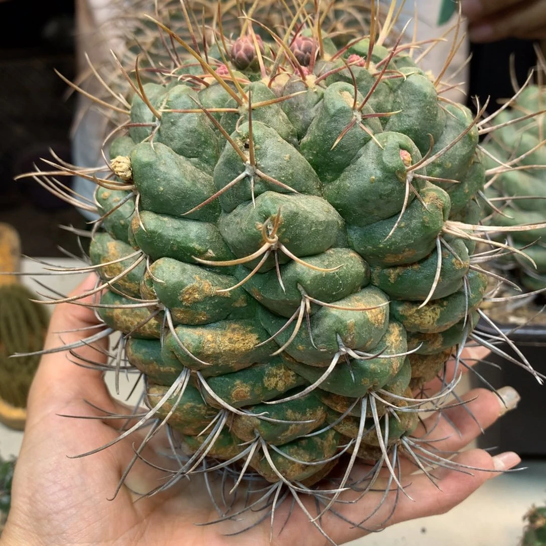 63号 自根白肌天晃战损