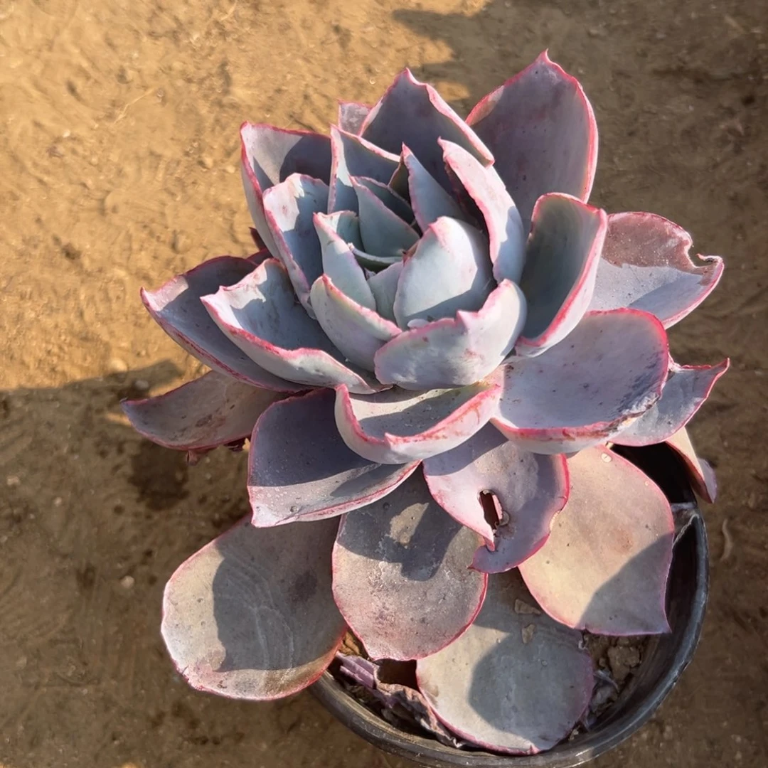 多肉植物晚霞单头