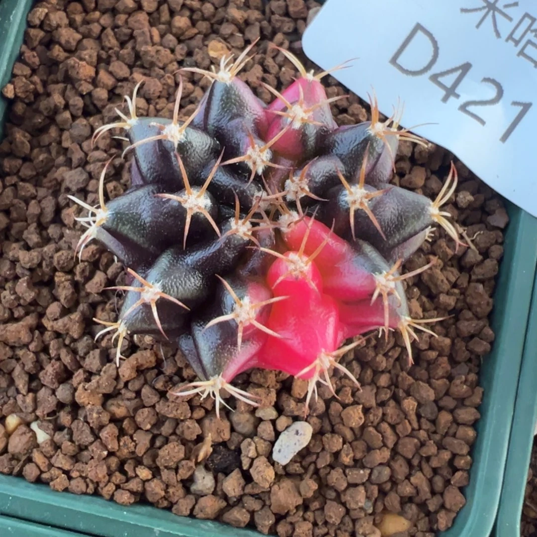 421 好看的米哈冲冲冲