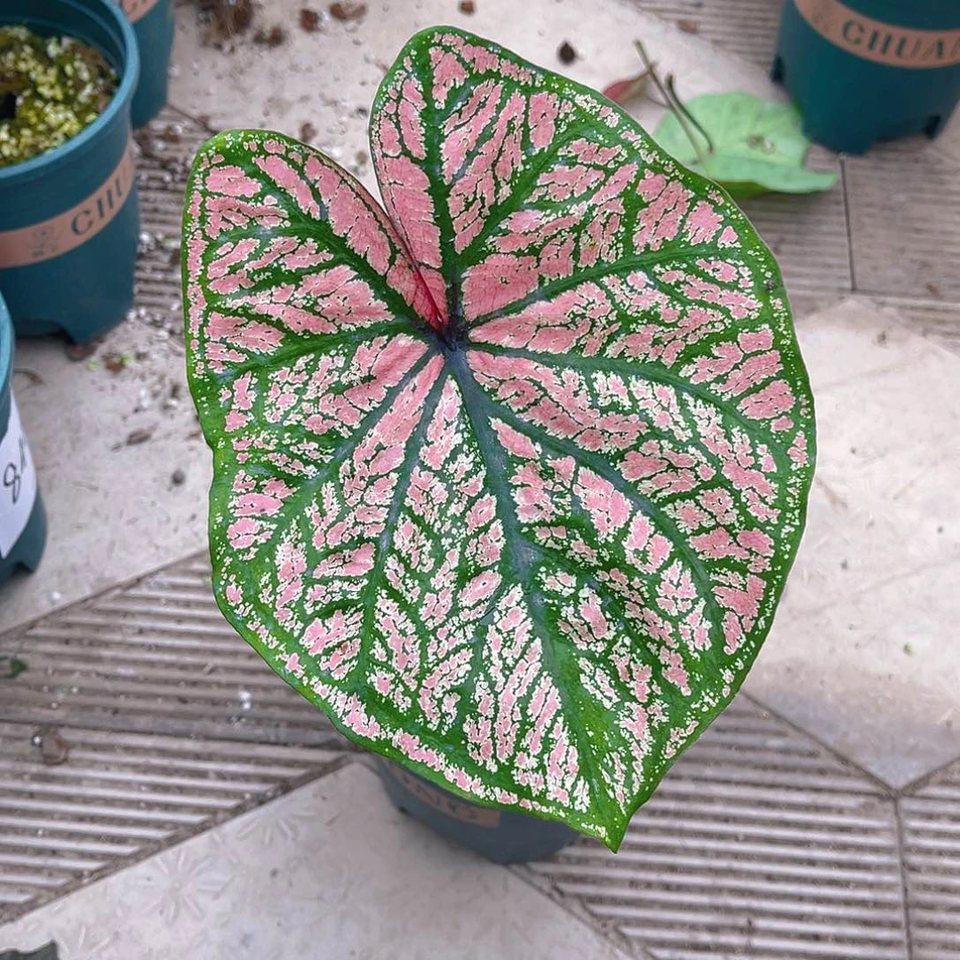 完全开放泰彩一物一拍8348