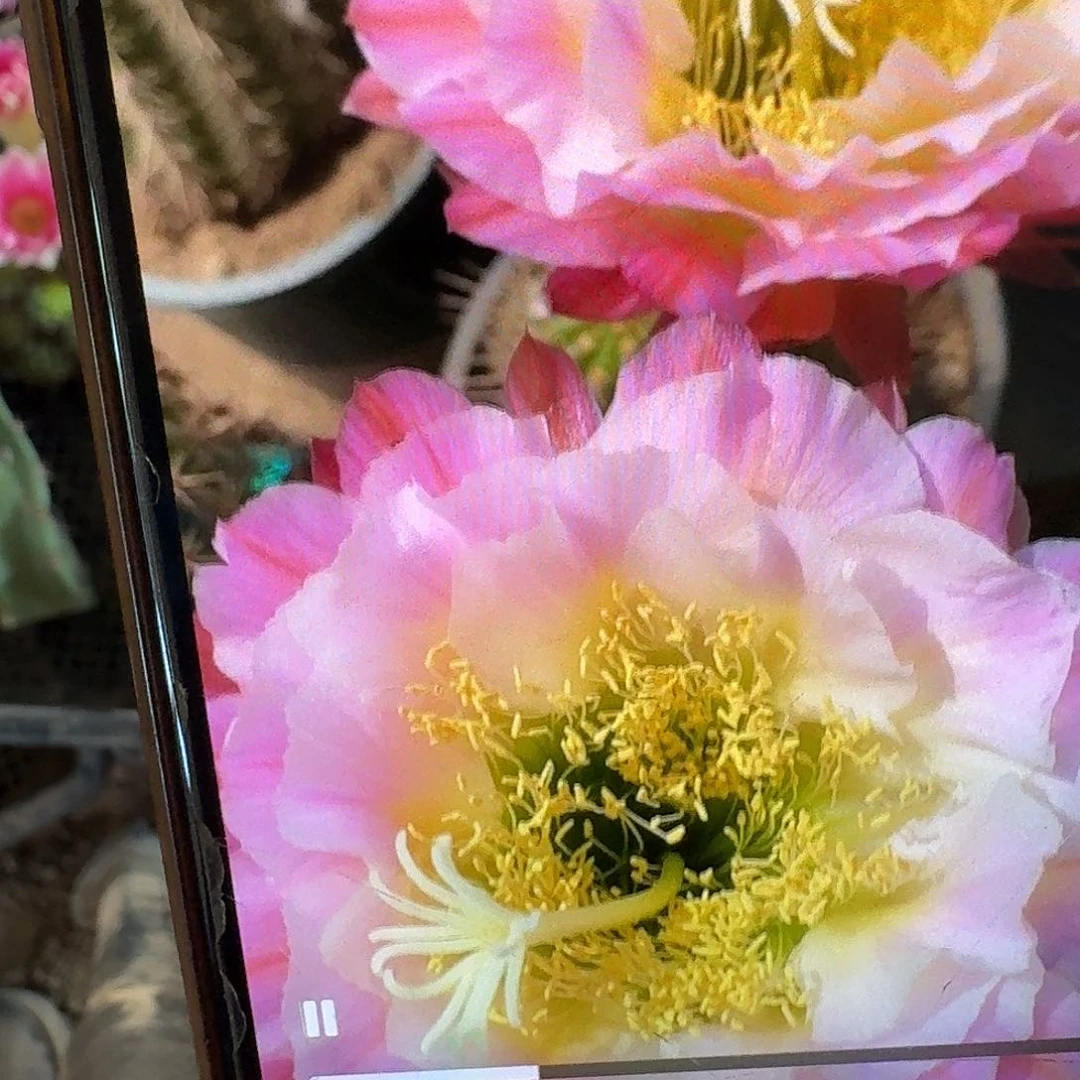 茉莉根高10公分毛花柱