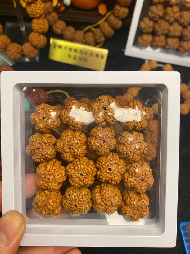 帝王花五瓣满规整梅花小金刚大尺寸保红无科技