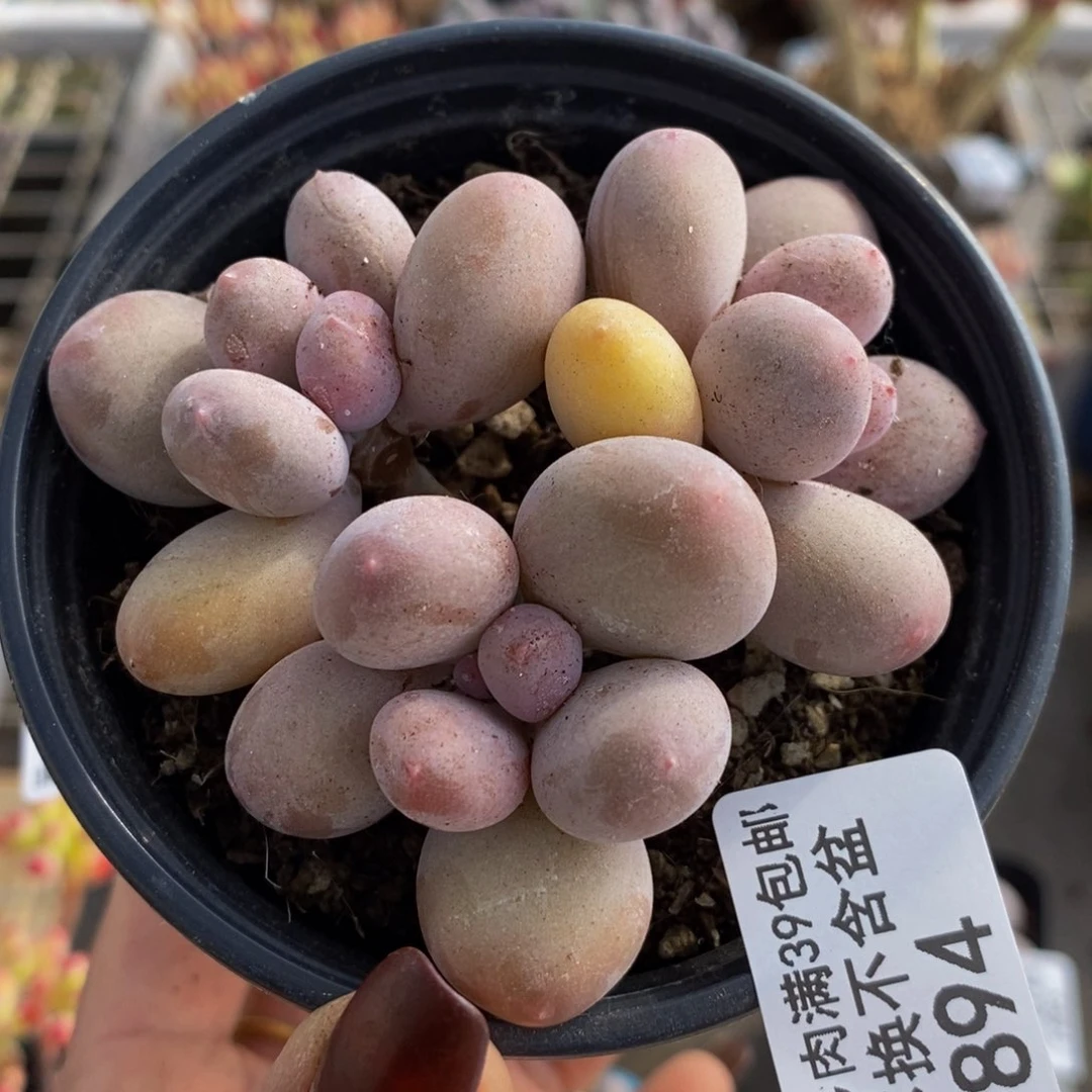 蛋黄奶酪894/7c m