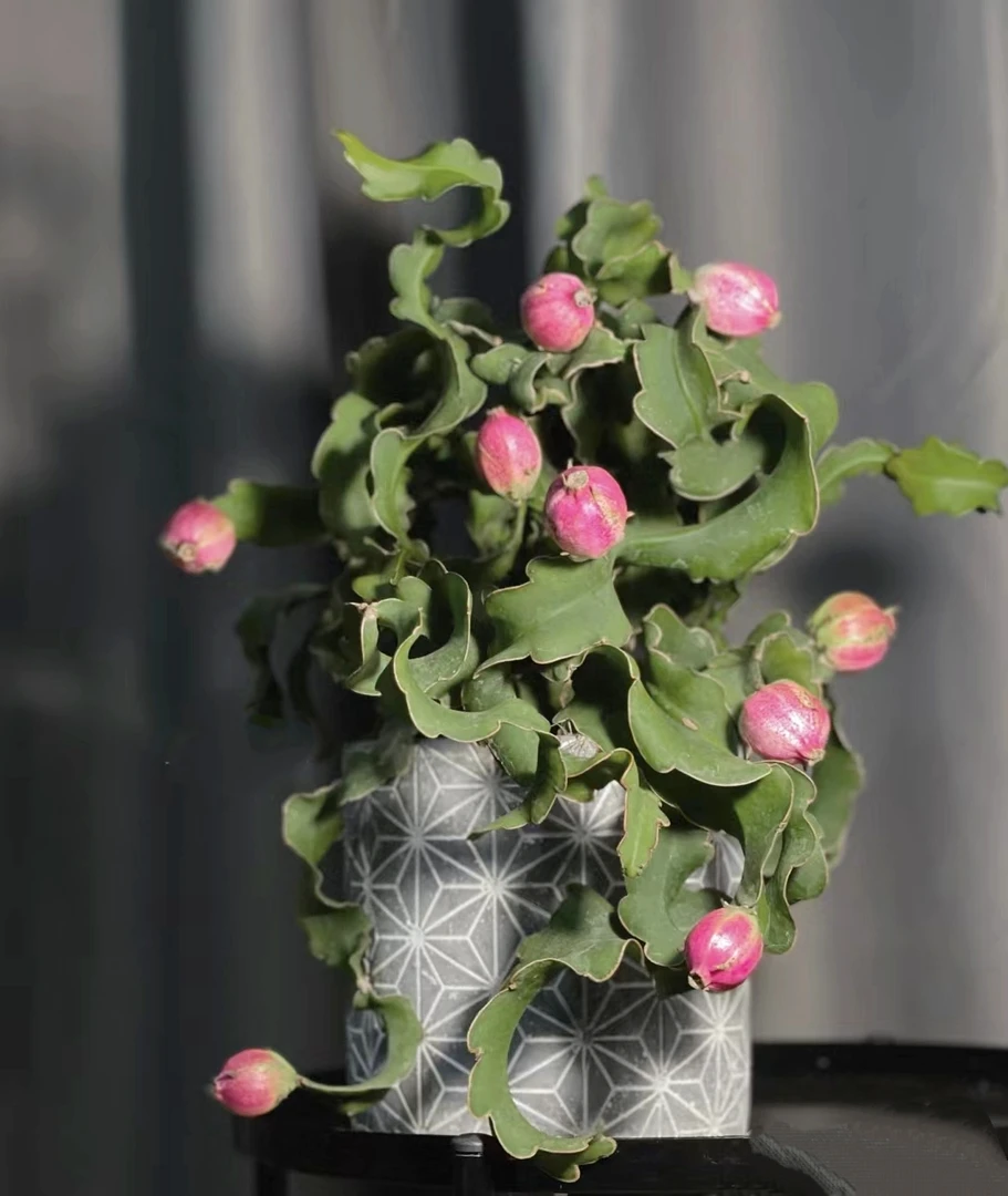 卷叶龙骨昙花  爆花好养清新室内阳台植物 云南鲜花绿植