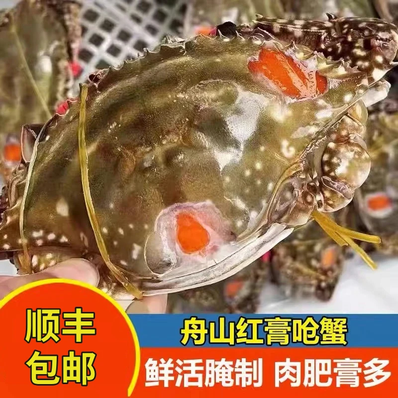 舟山精品红膏呛蟹5两左右/只 新鲜腌制咸蟹 生吃不可蒸煮冷冻保存