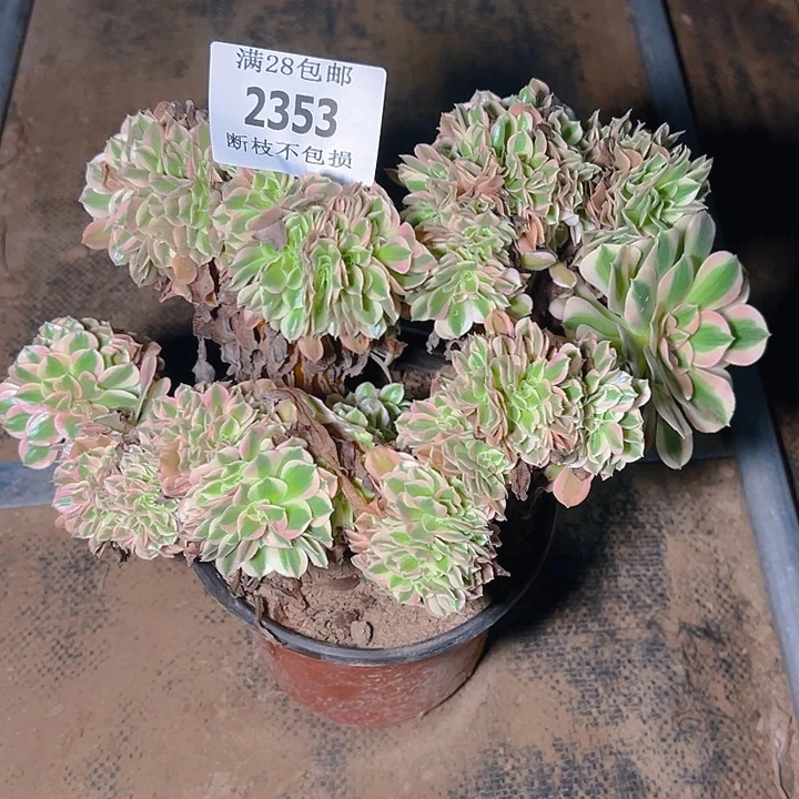 2353粉女巫缀多肉植物