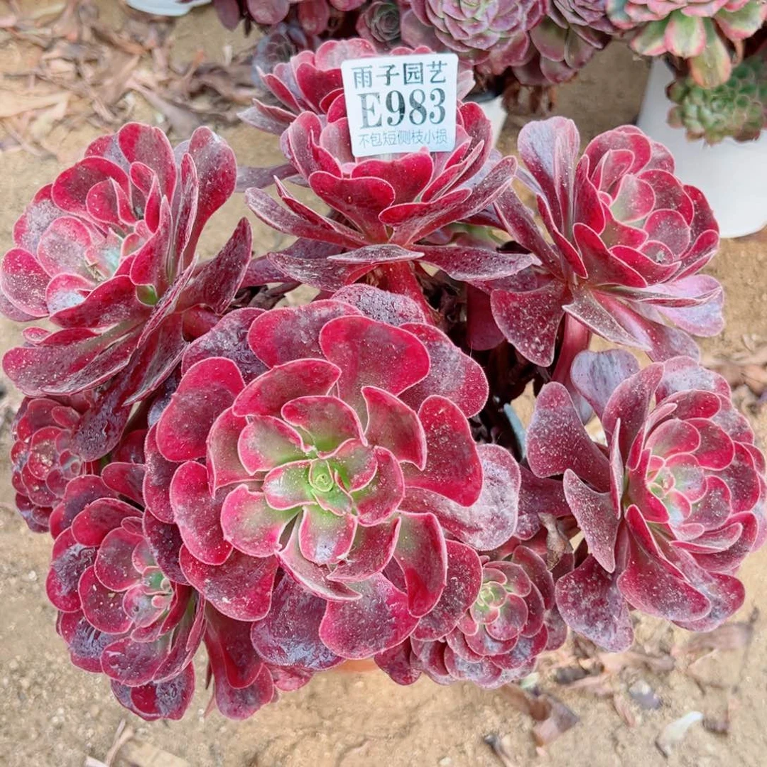 983爱神尺寸23左右