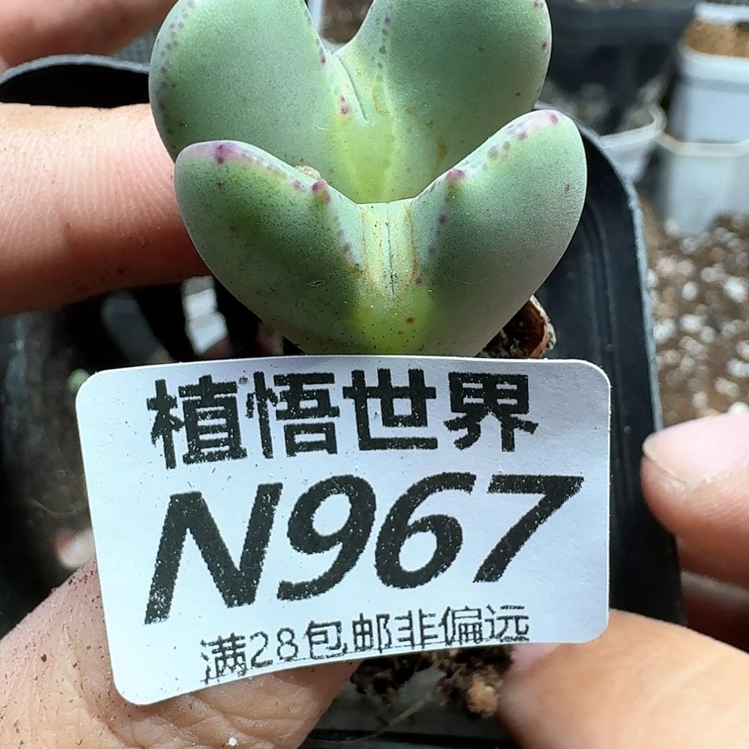 多肉植物的润泽发布bn