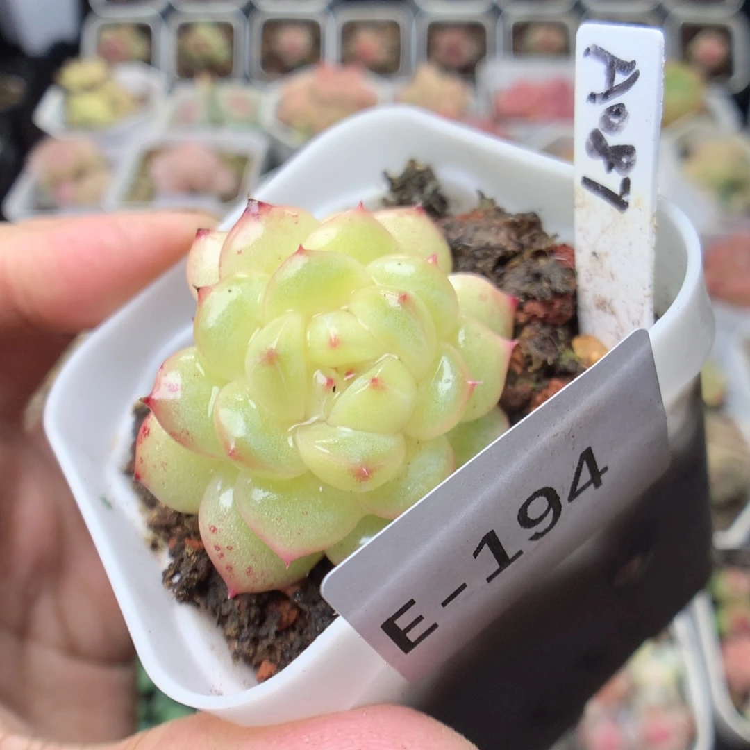 无花朵E194 yyyyyy