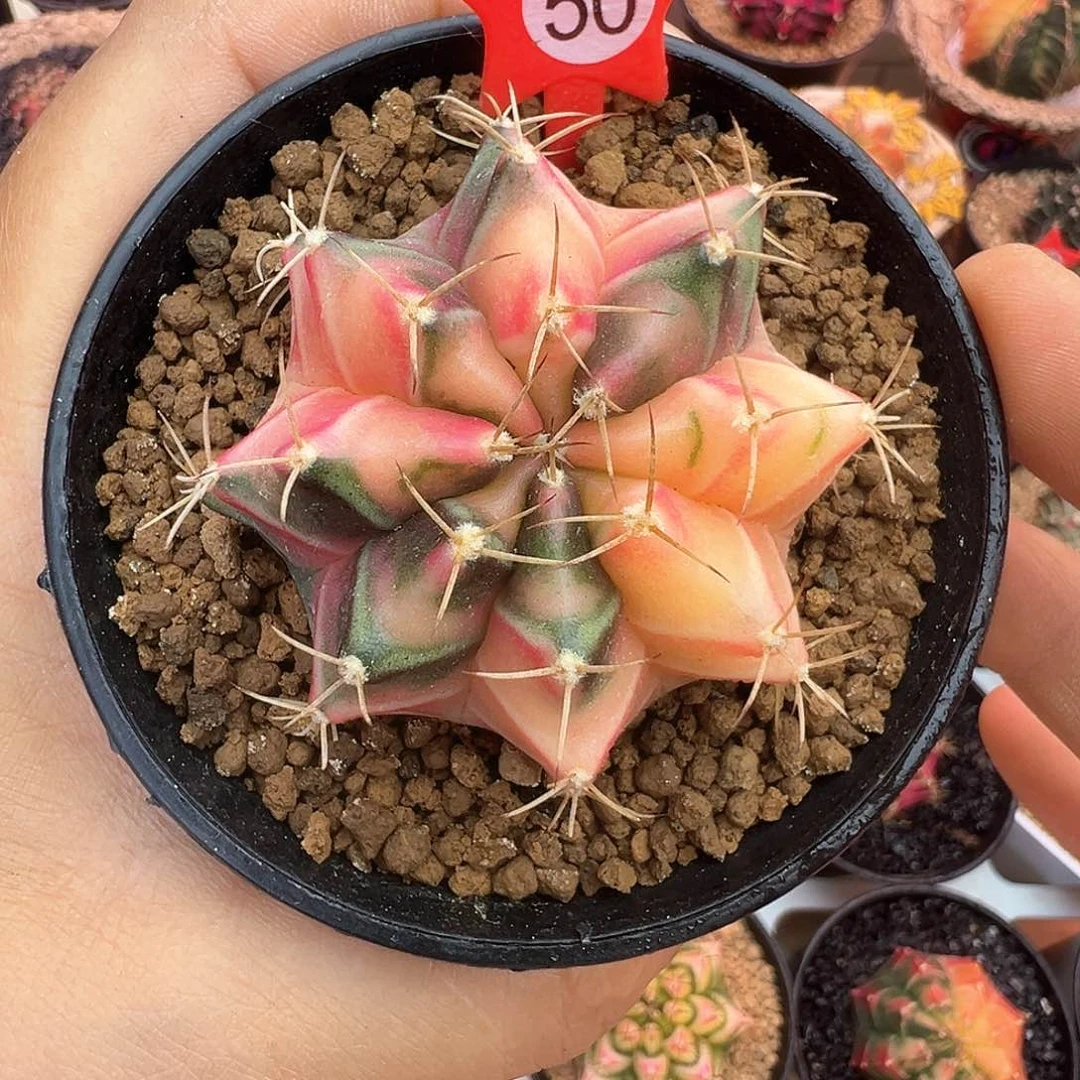 50-米哈仙人球锦带盆土发货5.2厘米