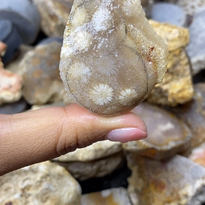 【闪购商品】未镶嵌珊瑚玉硅化玉