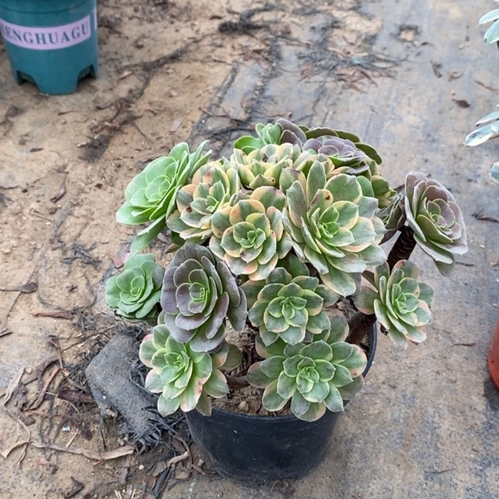 灰姑娘多肉植物065