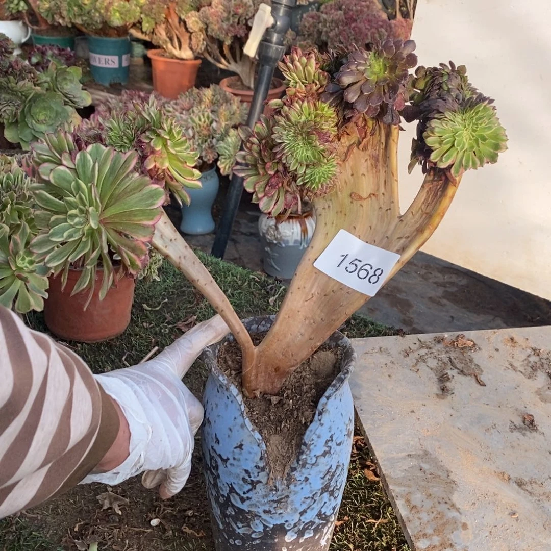 *****水彩绘缀化1568号多肉