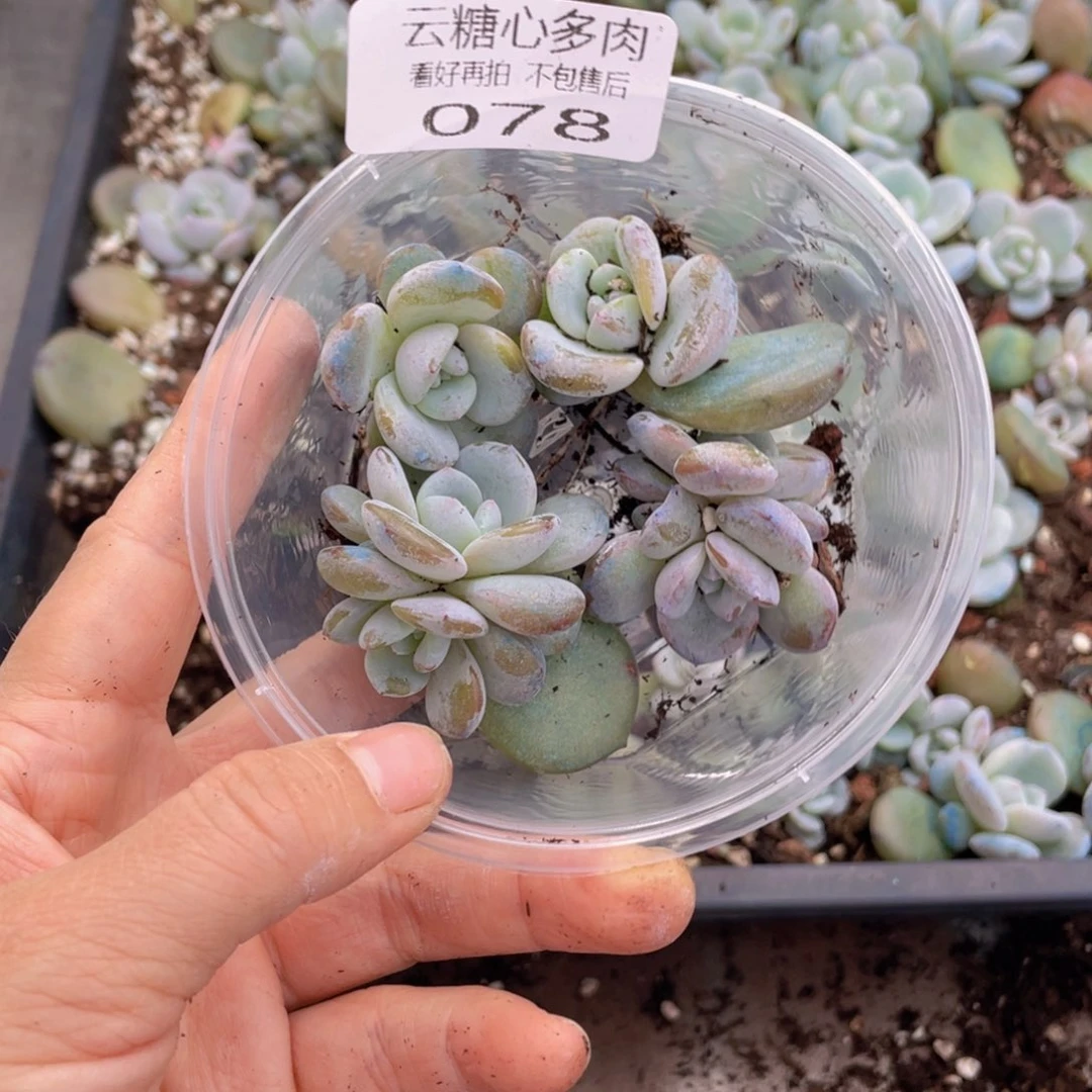 寞*寞云糖心多肉植物078