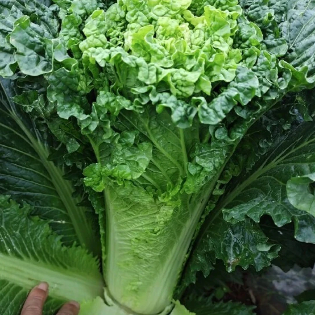 【坝上霜打菜-秋绿】精品秋绿 不打药 送福利 自家种植 顺丰生鲜送货到家 限量1000单！！！白菜