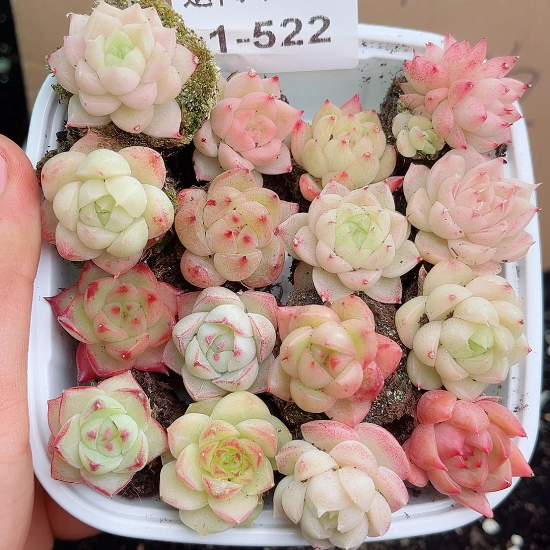 1-522 新疆西藏内蒙不发12.8包邮