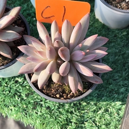 羽毛纹虞美人1号码牌子的话题