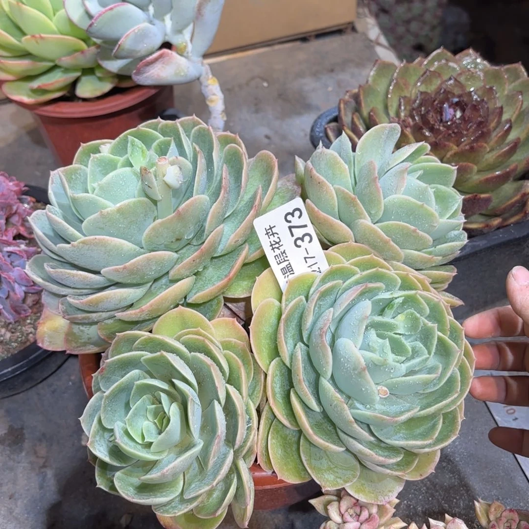 同温层多肉桃花坞373