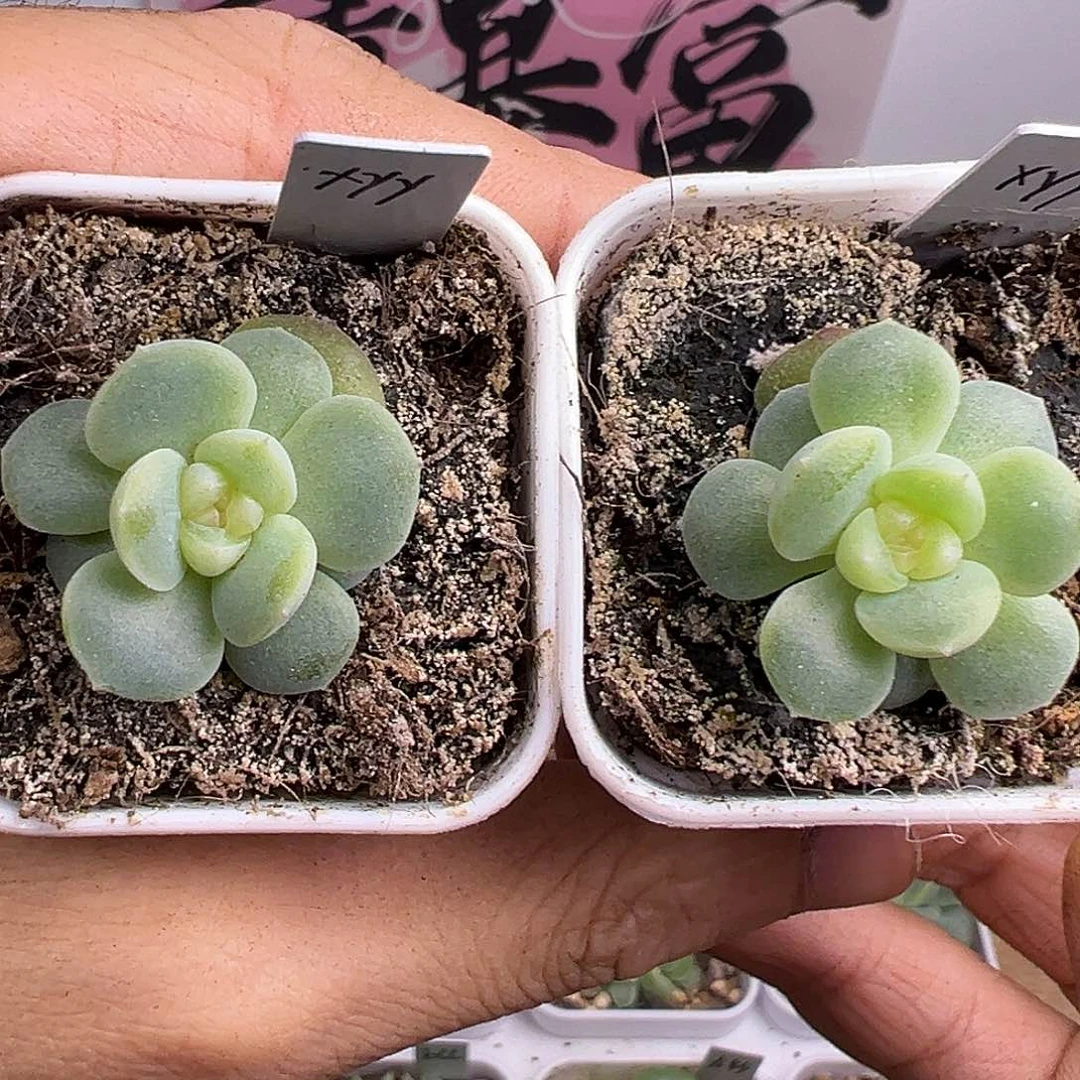 白风花雪月随机发一个